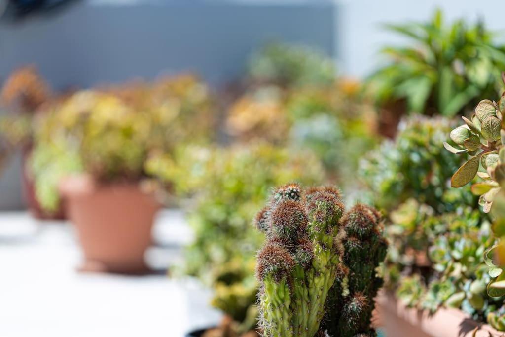 Cactopia Apartments - Stapelia 레팀노 외부 사진